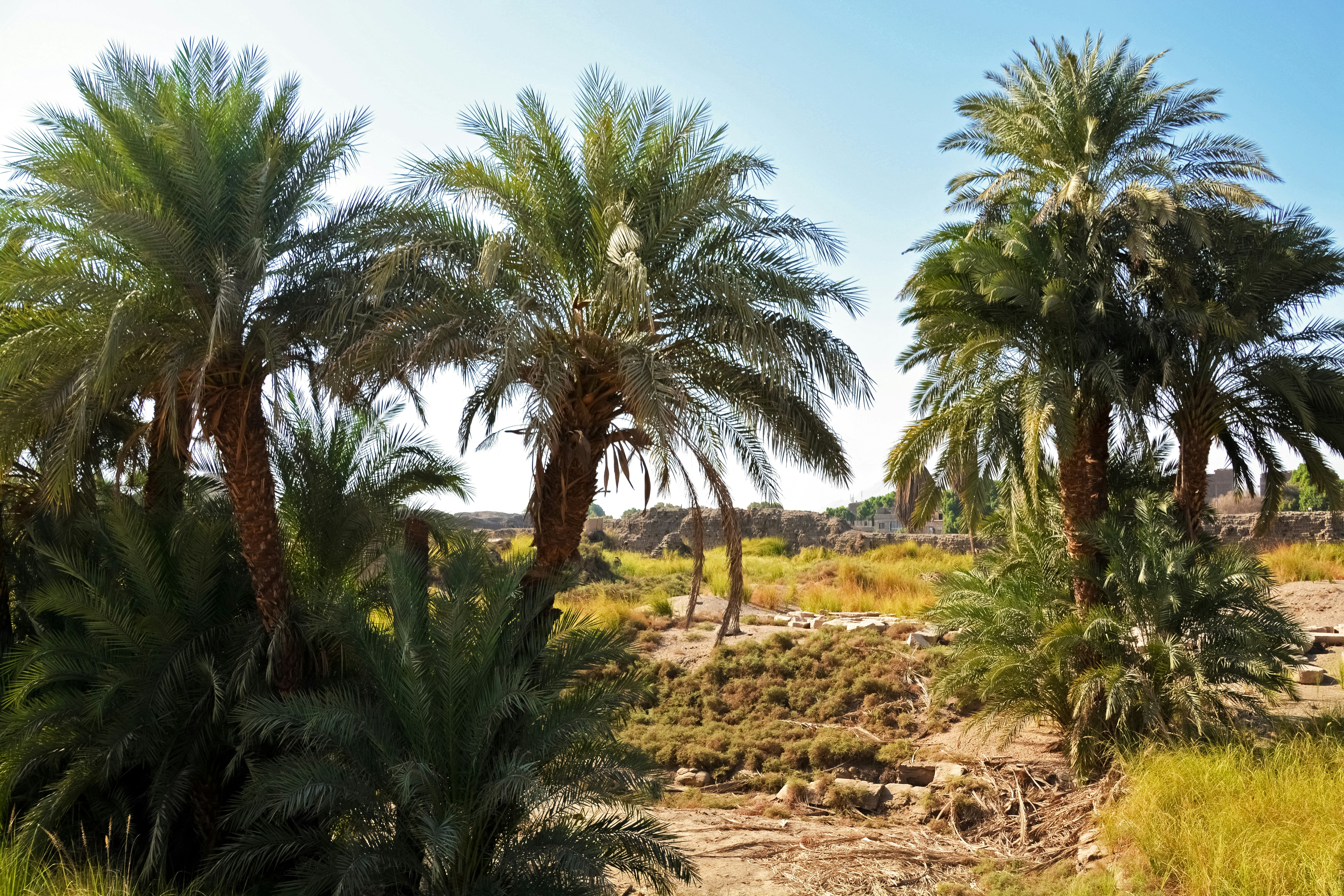 green palm trees on brown field under blue sky during daytime